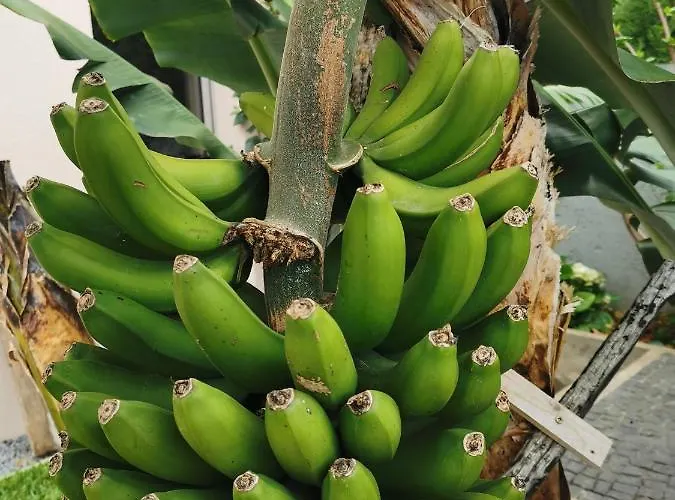 公寓 Casa Atlantico Tropischer Seitenfluegel