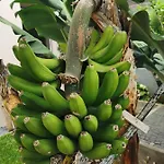 アパート Casa Atlantico Tropischer Seitenfluegel