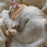 Casa Atlantico Tropischer Seitenfluegel