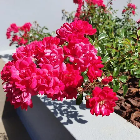 Casa Atlantico Tropischer Seitenfluegel Lägenhet Ribeira Brava