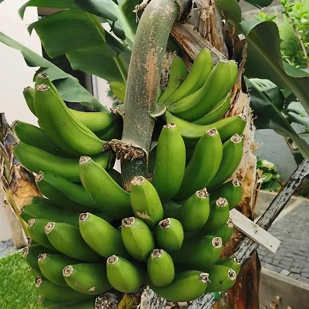 Apartamento Casa Atlantico Tropischer Seitenflügel