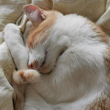 Casa Atlantico Tropischer Seitenfluegel