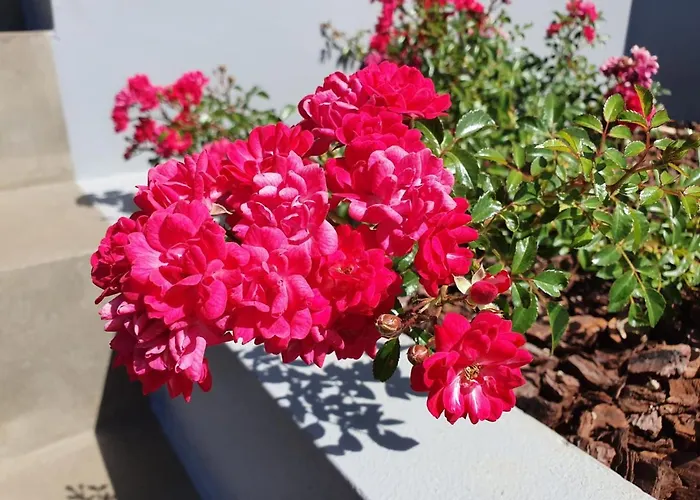 Casa Atlantico Tropischer Seitenflügel Apartment Ribeira Brava