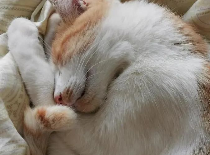 Casa Atlantico Tropischer Seitenfluegel